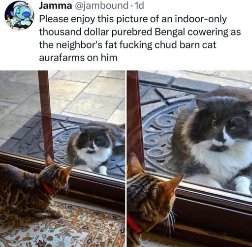 Indoor vs Outdoor Cat