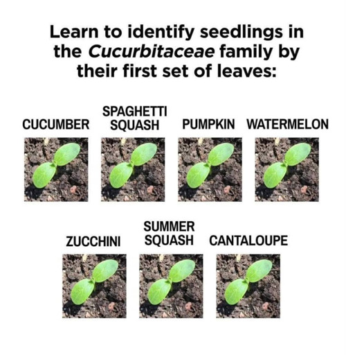 An image of 7 identical sprouts with name of variant (cucumber, spaghetti squash, pumpkin, watermelon, zucchini, summer squash, cantaloupe) and the text "Learn to identify seedlings in the Cucurbitaceae family by their first set of leaves:"